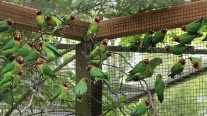 Vogelinsel - Saisonbeginn 2025 Vogelinsel im Schlosshof von Gladbeck öffnet wieder