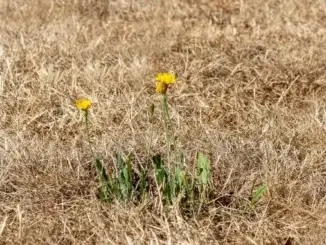 Niederschlag: Juni erneut zu trocken