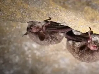 Fledermäuse beobachten und melden