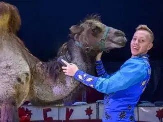 Circus Verona gastiert in Gladbeck an der Johowstraße