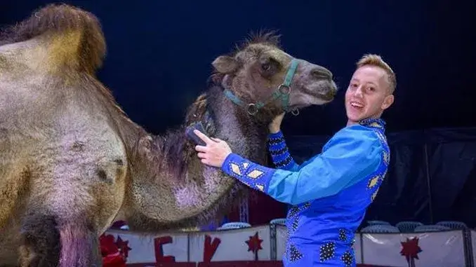 Kamel - Circus Verona _ergebnis Circus Verona gastiert in Gladbeck an der Johowstraße