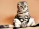 Wer wird Bürgermeister in Gladbeck - kommt das AUS für die "Grinsekatze"?