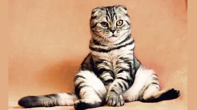 traurige Grinsekatze - Pixabay_ergebnis Wer wird Bürgermeister in Gladbeck - kommt das AUS für die "Grinsekatze"?