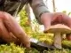 Pilzvergiftungen: Gefahren im Herbst