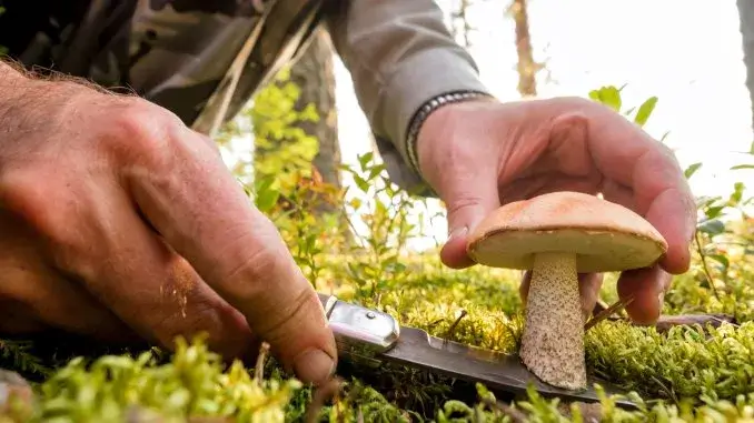 Pilzvergiftungen: Gefahren im Herbst