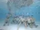 Wasserball-Turnier des SV13 in Gladbeck
