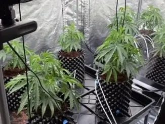 Cannabisplantage in Gladbeck entdeckt