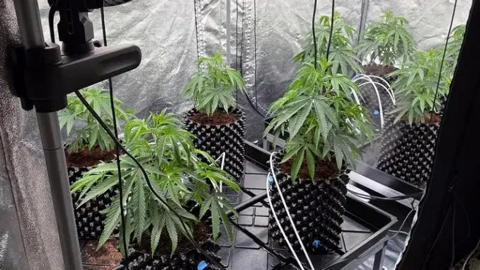 Cannabisplantage - Polizei_ergebnis Cannabisplantage in Gladbeck entdeckt