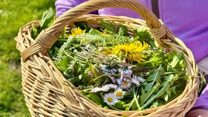 Kräuterkorb_ergebnis Kostenloser Koch-Workshop im Kreis RE