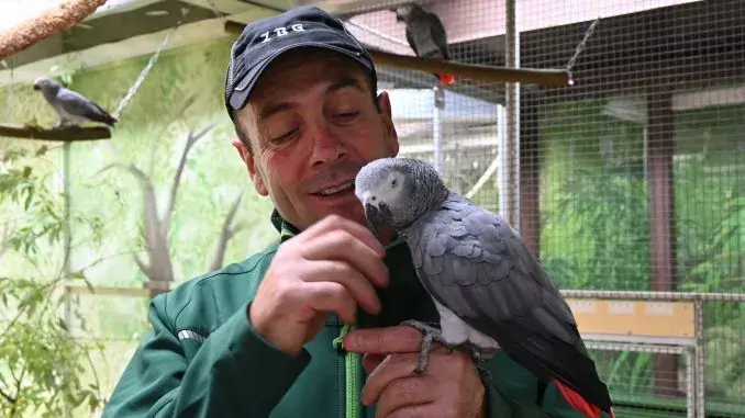 Papagei zieht ins Vogelwarmhaus - ZBG_ergebnis Vogelinsel: Frühzeitiger Umzug der Vögel