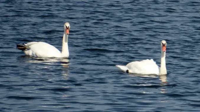 Schwäne - Kreis RE_ergebnis Geflügelpest: Halter sollten vorbereitet sein