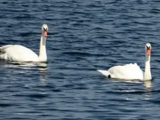 Geflügelpest bei zei Wildgänsen