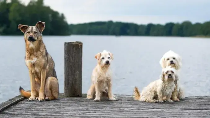 Vier Hunde Hundesteuer: Gladbeck liegt mit 132 Euro ziemlich weit oben