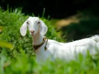 Ziegenjagd: Kommunaler Ordnungsdienst auf der Jagd