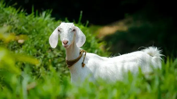 Ziege - Pexels_ergebnis Ziegenjagd: Kommunaler Ordnungsdienst auf der Jagd