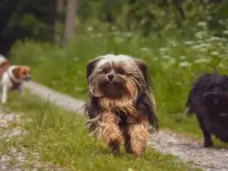 Grundbesitzabgaben und Hundesteuer 2026