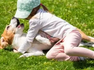 Haustierbisse: Alles über die Infektionsgefahr