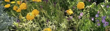 Wildstauden im Klimabeet nutzen