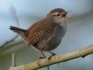 Vögel: Die Sprache unserer fliegenden Freunde