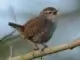 Vögel: Die Sprache unserer fliegenden Freunde