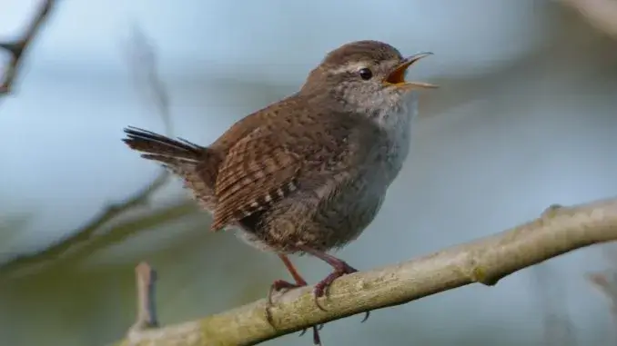 Zaunkönig Vögel: Die Sprache unserer fliegenden Freunde