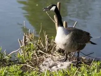 Wildgänse: Herausforderungen und Lösungen