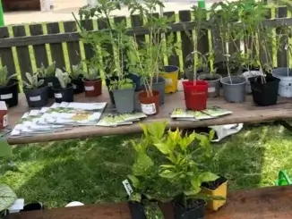 Pflanzentauschmarkt in Gladbeck