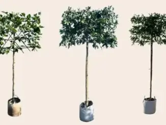 Spalierbäume und Formgehölze