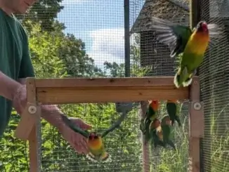 Vogelinsel im Schlosshof: Tiere hautnah erleben