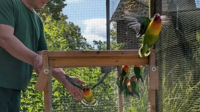 Vogelinsel im Schlosshof: Tiere hautnah erleben