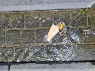 Fisch in der Gladebecke - Gladbecker Bach überrascht