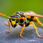 Insektenstiche: 571 ambulante Behandlungen im Kreis Recklinghausen