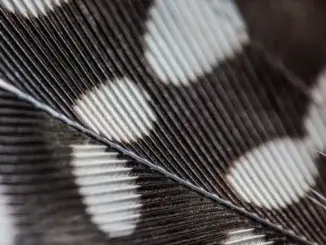 Vogelfedern: Schönheiten der Natur